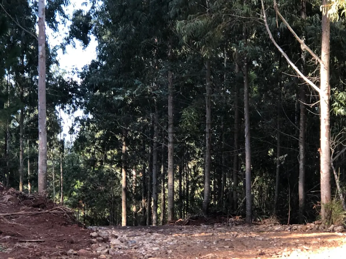 LOTE 001 - Área Rural, de 30.000,00 m², no lugar denominado Chapadão, em Canela/RS